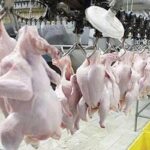 پارسال ۲۶۰ هزار تن گوشت مرغ در مازندران عرضه شد