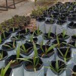 پرداخت 30 درصد بهای محصولات کشاورزی در قالب کیف پول بانک کشاورزی