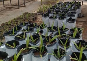 پرداخت 30 درصد بهای محصولات کشاورزی در قالب کیف پول بانک کشاورزی