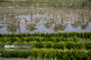کریمی: کشاورزان کرمانشاهی، کشت‌های ممنوعه را امحاء کنند