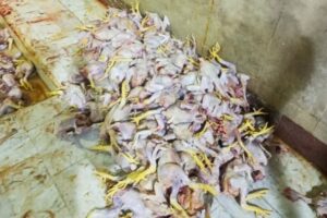 کشف بیش از یک تن مرغ بدون مجوز در نصیرشهر
