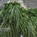 کشف و توقیف محموله گیاهان خوراکی غیرمجاز در دیواندره