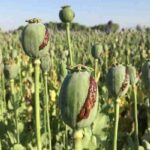 کشف ۴۳ کیلوگرم غوزه خشخاش و انهدام یک حلقه تولید تریاک در پیشوا