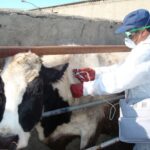 گلی: اجرای طرح جهادی دامپزشکی در روستای درمن؛واکسیناسیون ۳۹۰۰ رأس دام