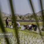 ۴۰ هزار مزرعه الگویی در کشور فعال می‌شود