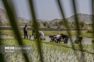 ۴۰ هزار مزرعه الگویی در کشور فعال می‌شود
