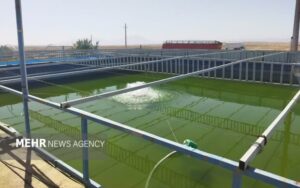 ۸۰ واحد آبزی‌پروری در شاهرود؛ سالانه ۶۰۰ تن گوشت ماهی به بازار می‌آید