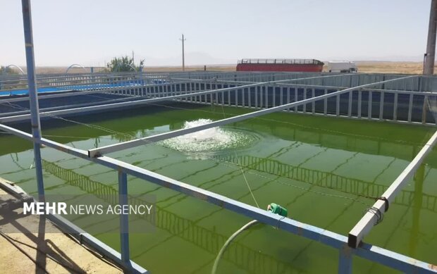 ۸۰ واحد آبزی‌پروری در شاهرود؛ سالانه ۶۰۰ تن گوشت ماهی به بازار می‌آید