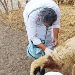 اجرای طرح واکسیناسیون میش های غیرآبستن بر علیه بیماری تب مالت در البرز