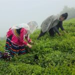 استحصال 7300 تن چای خشک از برگ سبز خریداری‌ شده در گیلان و مازندران