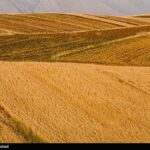 اعلام نرخ 49500 تومانی برای گندم/ آغاز برداشت در مناطق جنوبی لرستان