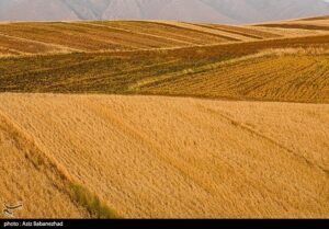 اعلام نرخ 49500 تومانی برای گندم/ آغاز برداشت در مناطق جنوبی لرستان