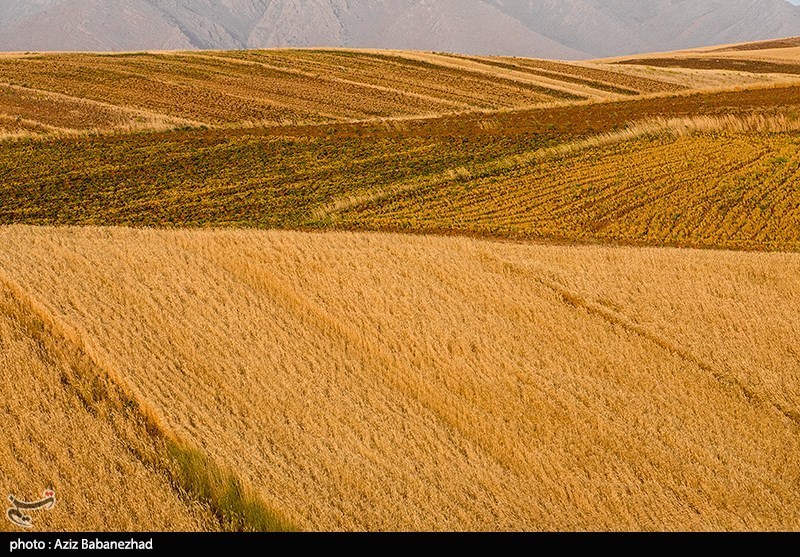 اعلام نرخ 49500 تومانی برای گندم/ آغاز برداشت در مناطق جنوبی لرستان