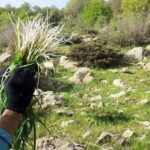 برخورد با متخلفان برداشت غیر اصولی گیاهان دارویی از طبیعت در البرز