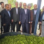 برداشت چای در گیلان به 135 هزار تن می‌رسد