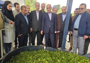 برداشت چای در گیلان به 135 هزار تن می‌رسد