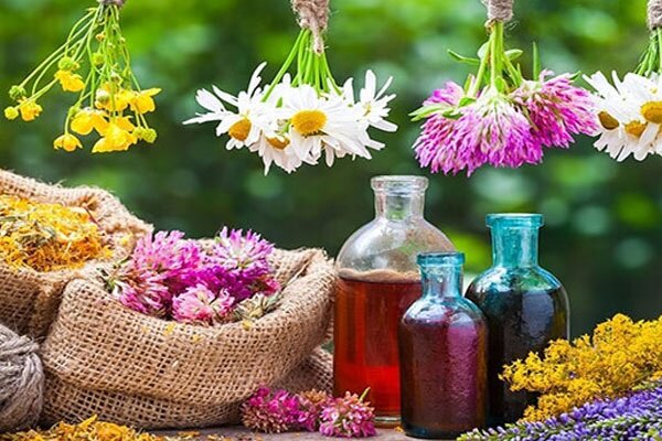 بهشت گیاهان دارویی فارس؛ گنج پنهان اقتصاد سبز با تولید ۴۵ هزار تن بهشت گیاهان دارویی فارس؛ گنج پنهان اقتصاد سبز با تولید ۴۵ هزار تن