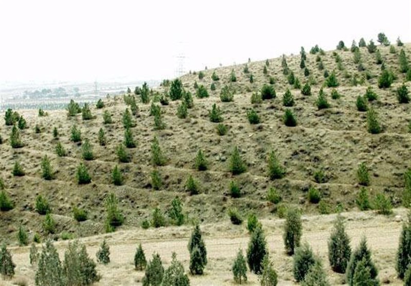 جنگلهای ایران نفس کم آوردند؛ نسخه عبور از بحران اقلیم چیست؟ روز درختکاری , اخبار استان گلستان , سید ابراهیم رئیسی , شهدای خدمت , جنگل ,