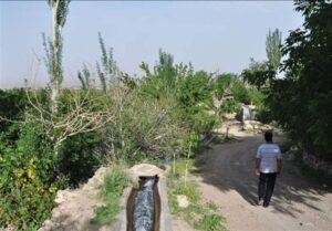 رقص شکوفه‌ها در «نوغاب»؛ روایت تسنیم از بیداری طبیعت پس از خشکسالی