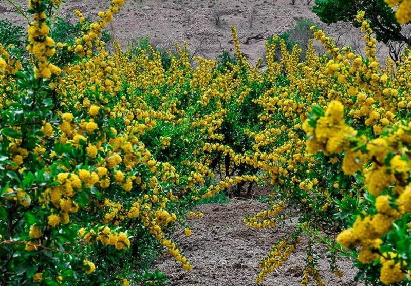 اخبار استان خراسان جنوبی , زندگی روستایی , طبیعت , 