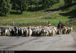 عشایر و طبیعت در چهارمحال و بختیاری؛ زندگی در هماهنگی با فصل‌ها +تصویر