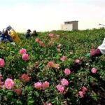 عطر گل محمدی در دامغان پیچید؛ پیش‌بینی برداشت 160 تن محصول