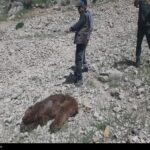 مرگ تلخ خرس ماده دردنا؛شکارچیان دوباره حیات‌وحش را نشانه رفتند+تصاویر