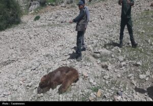 مرگ تلخ خرس ماده دردنا؛شکارچیان دوباره حیات‌وحش را نشانه رفتند+تصاویر