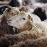 ممنوعیت جابجایی دام فاقد پلاک در مرودشت