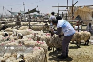 نظارت ۳۴ اکیپ دامپزشکی هرمزگان بر ذبح دام در عید قربان