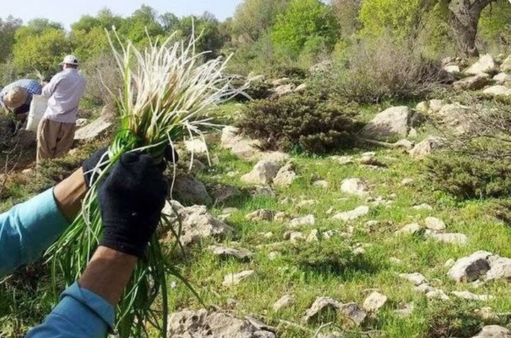 نیشابور مهد تولید بیش از ۱۰۰ گونه از گیاهان دارویی است
