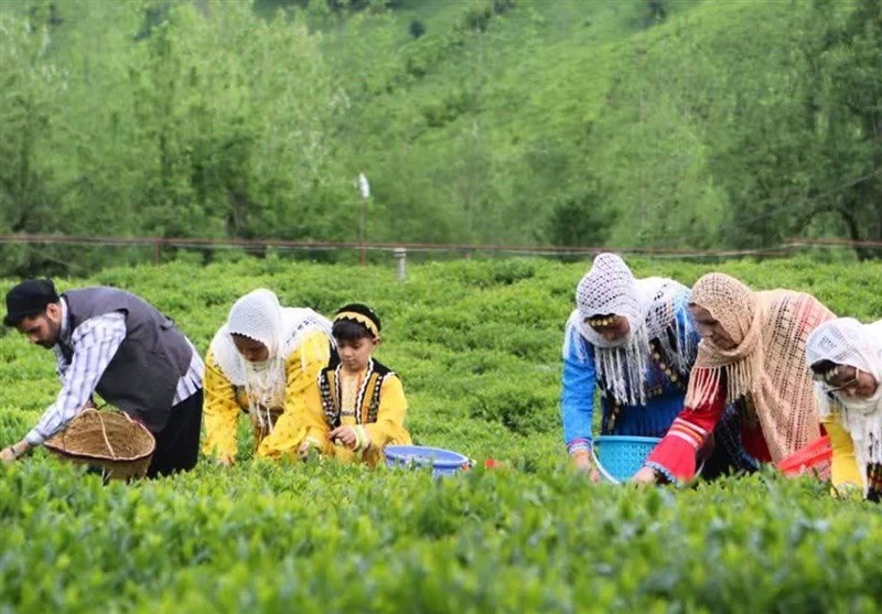هر خانوار ایرانی سالانه چقدر «چای» مصرف می‌کند؟