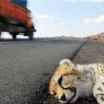 وقتی آزادراه از قلب زیستگاه یوز آسیایی عبور می‌کند؛ یوز در محاصره!