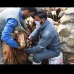 کاهش چشمگیر موارد شناسایی دامهای مبتلا به بروسلوز در قزوین