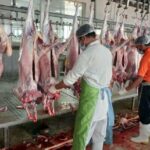 کریمی: ذبح قربانی در عید قربان بوشهر با نظارت کامل انجام شد