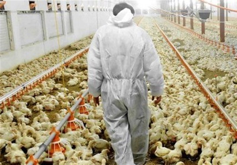 کل زنجیره‌ طیور یکپارچه‌ می‌شود