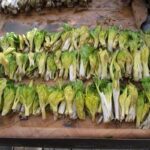  «کلوس»؛ گیاه گران‌بهای برف‌زاد چهارمحال‌وبختیاری