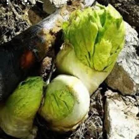  «کلوس»؛ گیاه گران‌بهای برف‌زاد چهارمحال‌وبختیاری