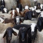 ۸۲ رأس دام قاچاق در محورهای فلاورجان توقیف شد