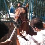 اجرای برنامه پایش سرمی مشمشه در اسب‌های استان بوشهر
