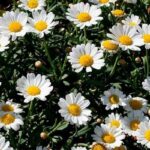 احداث نهالستان تخصصی گیاهان دارویی در اردبیل