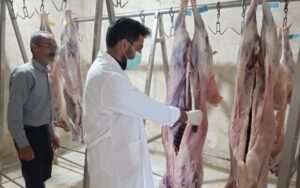 استقرار ۵۱ گروه دامپزشکی برای نظارت بر ذبح دام‌های نذری در مرکزی