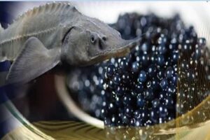 رهاسازی ۸۰۰ هزار قطعه بچه‌ماهی خاویاری در زیستگاه‌های طبیعی