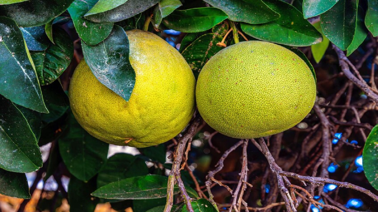 میوه‌ای که خاصیت ضدویروسی و ضدالتهابی دارد