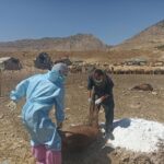 رئیس دامپزشکی دالاهو: علت تلفات دام‌های مشکوک در دست بررسی است