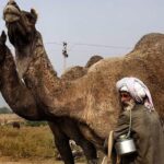 شتر؛ سرمایه سرگردان جنوب کرمان در دام دلالان