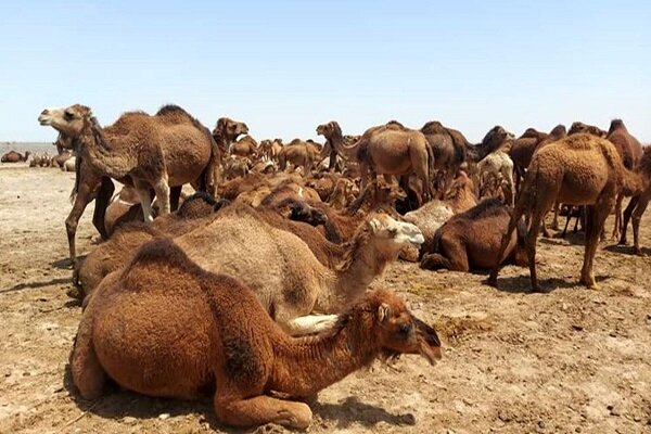 شتر؛ سرمایه سرگردان جنوب کرمان در دام دلالان شتر؛ سرمایه سرگردان جنوب کرمان در دام دلالان