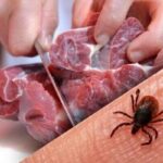 هشدار دامپزشکی بوشهر درباره تب خونریزی‌دهنده کریمه کنگو