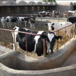 آغاز طرح واکسیناسیون تب برفکی در زارچ