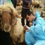 آغاز عملیات گسترده واکسیناسیون تب‌برفکی در زنجان